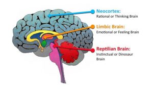 brain